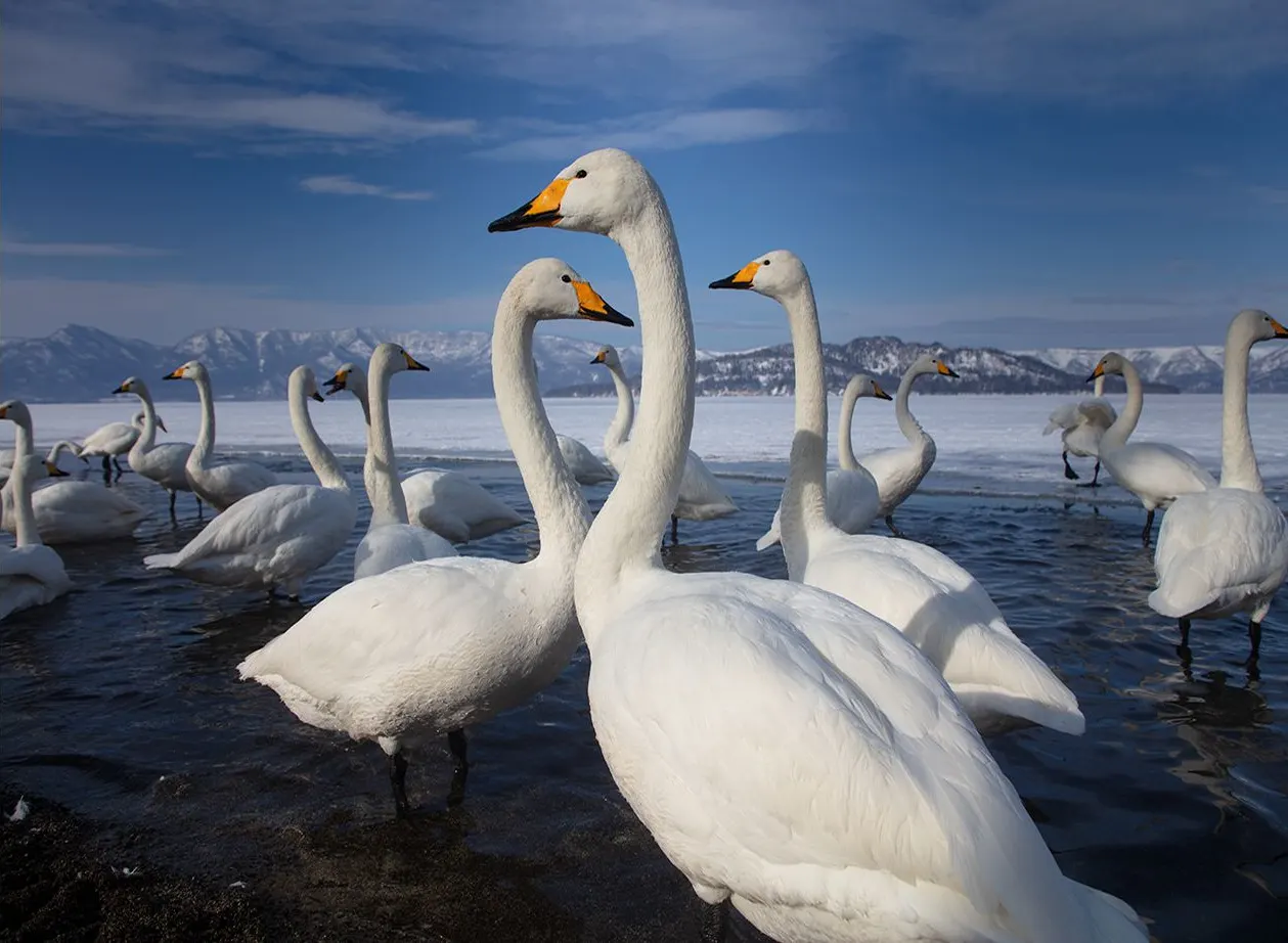 Japan: Rausu Snow Eagles & Snow Monkeys | photograph by Ed Asmus