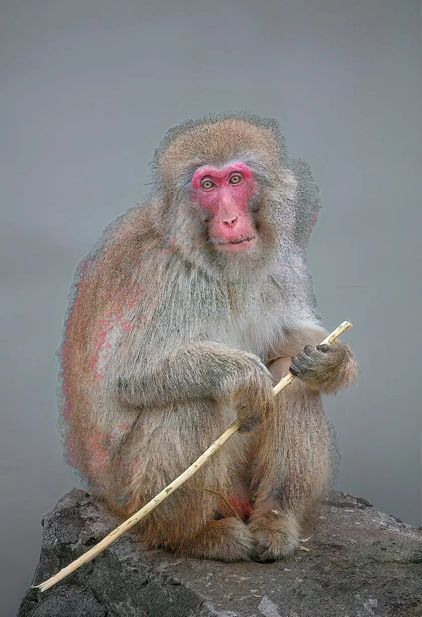 Japan: Rausu Snow Eagles & Snow Monkeys | photograph by Ed Asmus