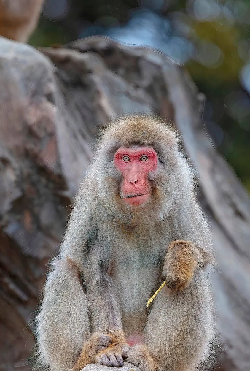 Japan: Rausu Snow Eagles & Snow Monkeys | photograph by Ed Asmus