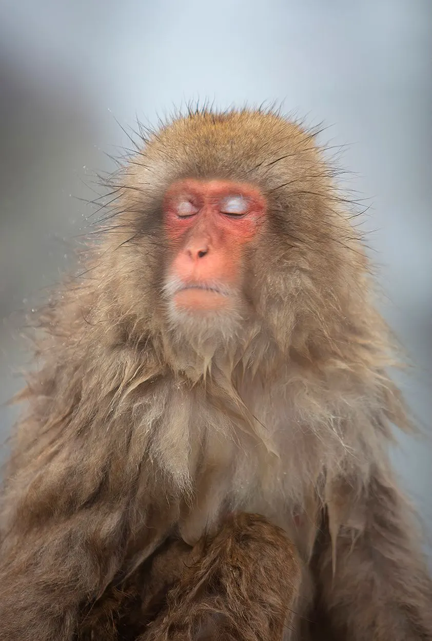 Japan: Rausu Snow Eagles & Snow Monkeys | photograph by Ed Asmus