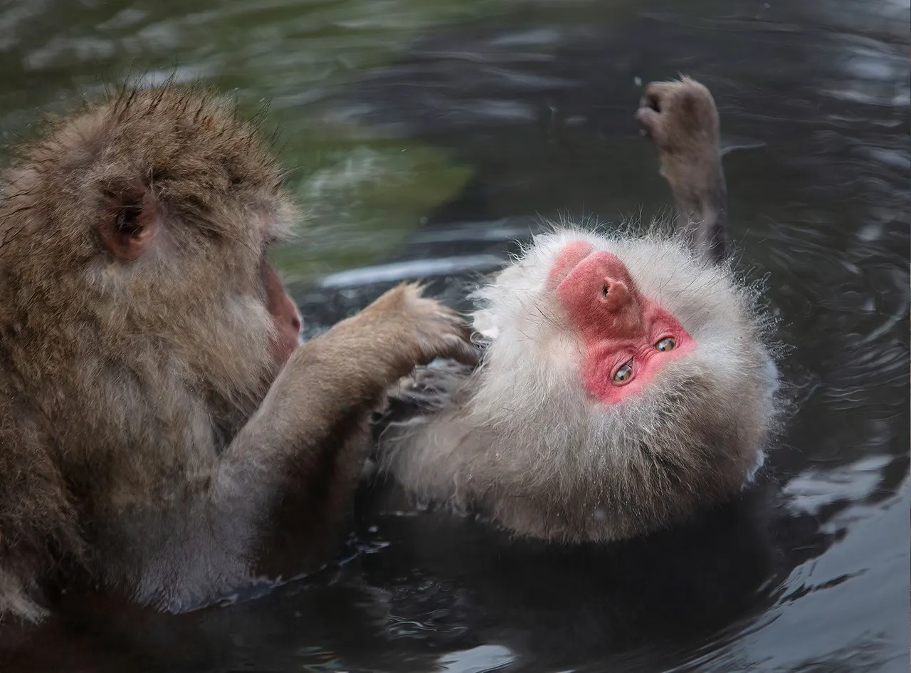 Japan: Rausu Snow Eagles & Snow Monkeys | photograph by Ed Asmus