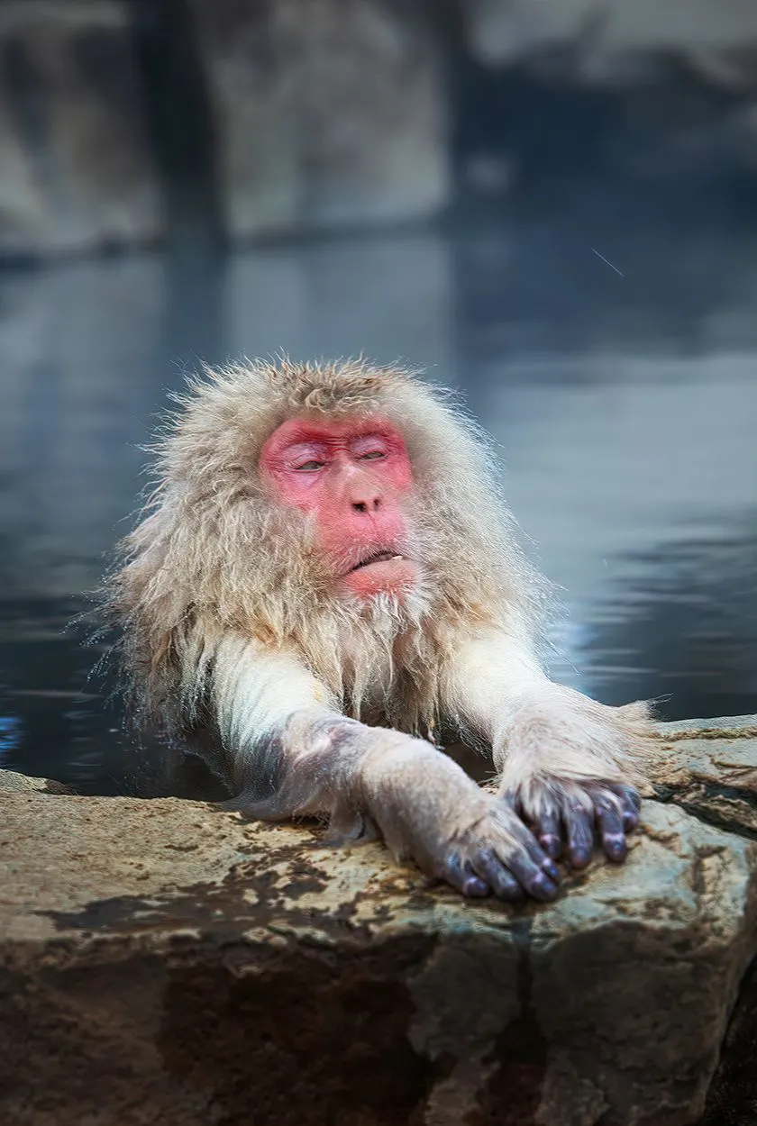 Japan: Rausu Snow Eagles & Snow Monkeys | photograph by Ed Asmus