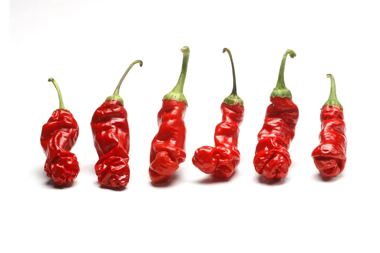Chili Peppers | photograph by Ed Asmus