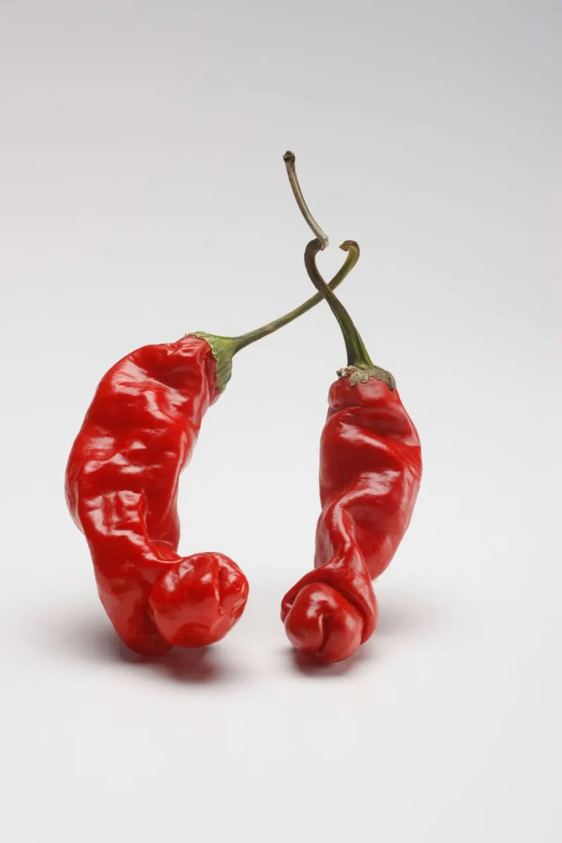 Chili Peppers | photograph by Ed Asmus