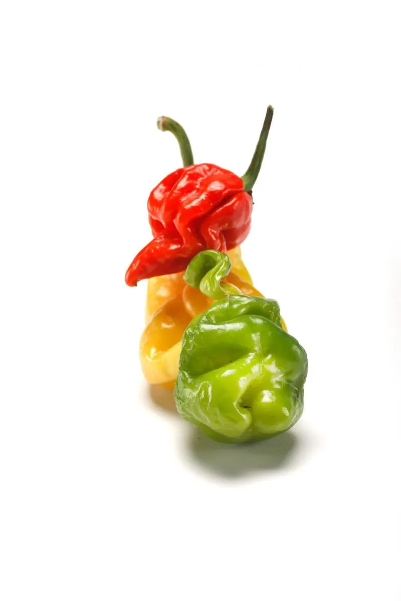 Chili Peppers | photograph by Ed Asmus