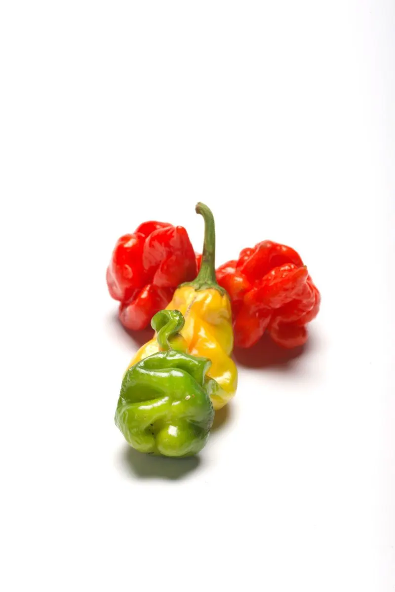 Chili Peppers | photograph by Ed Asmus
