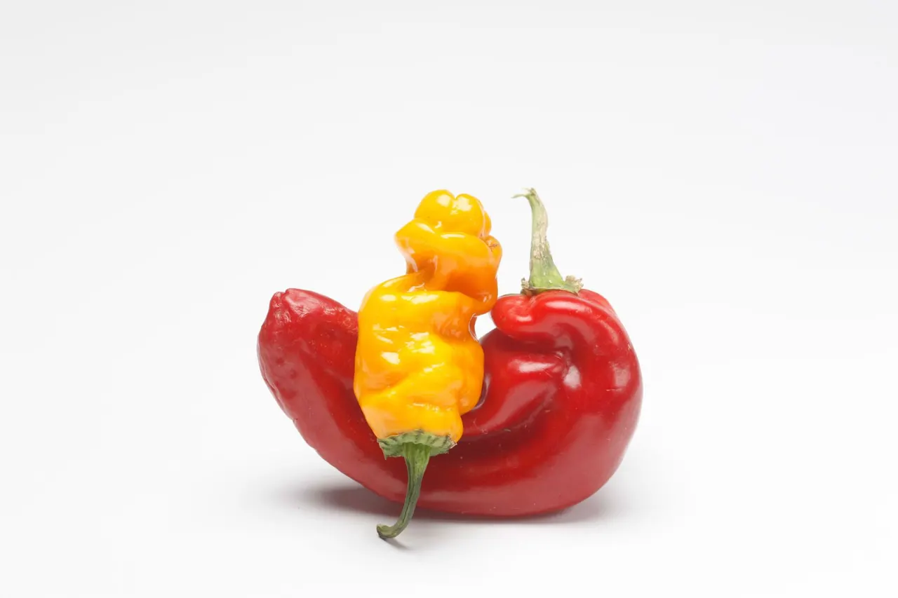Chili Peppers | photograph by Ed Asmus