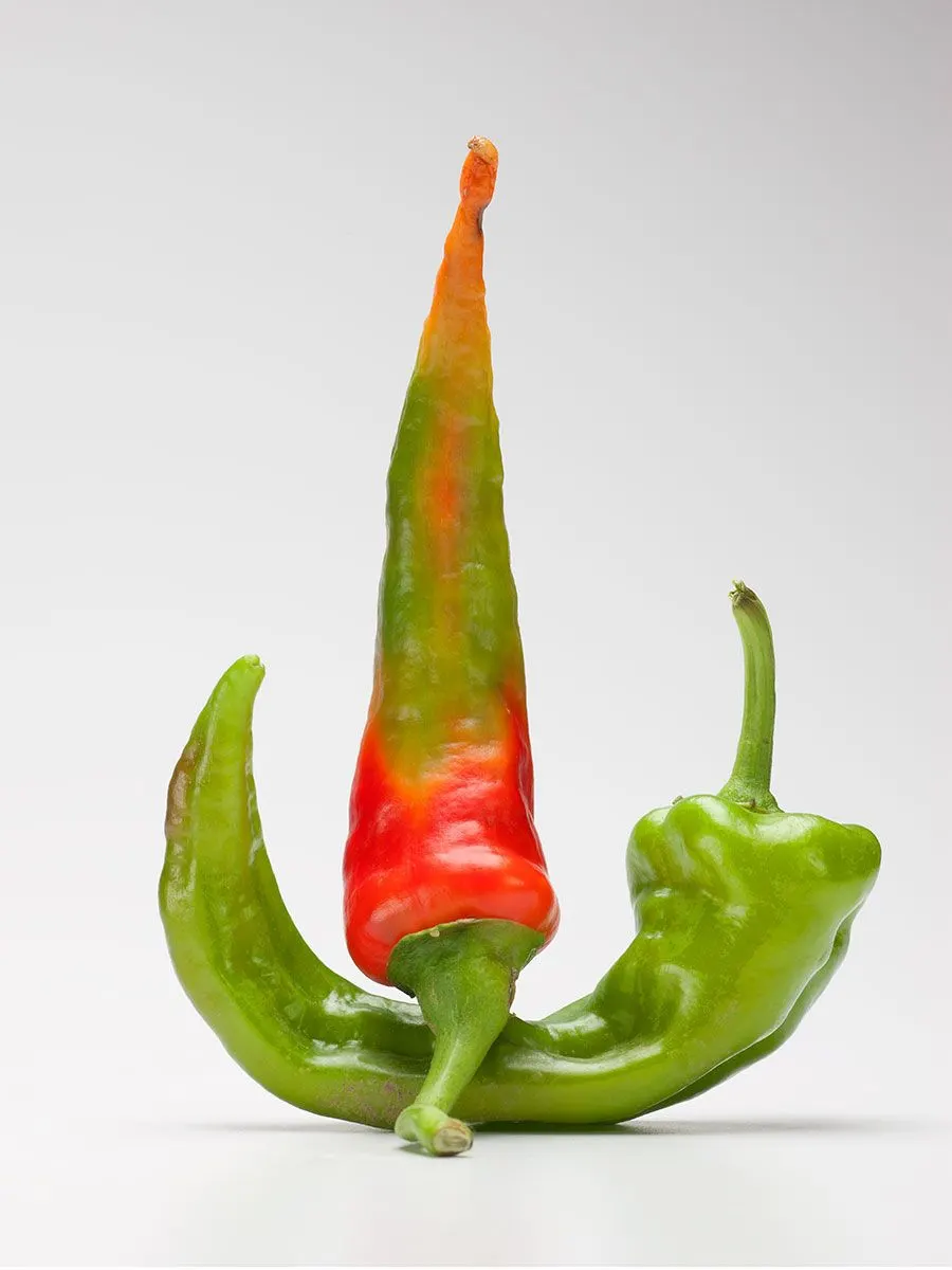 Chili Peppers | photograph by Ed Asmus