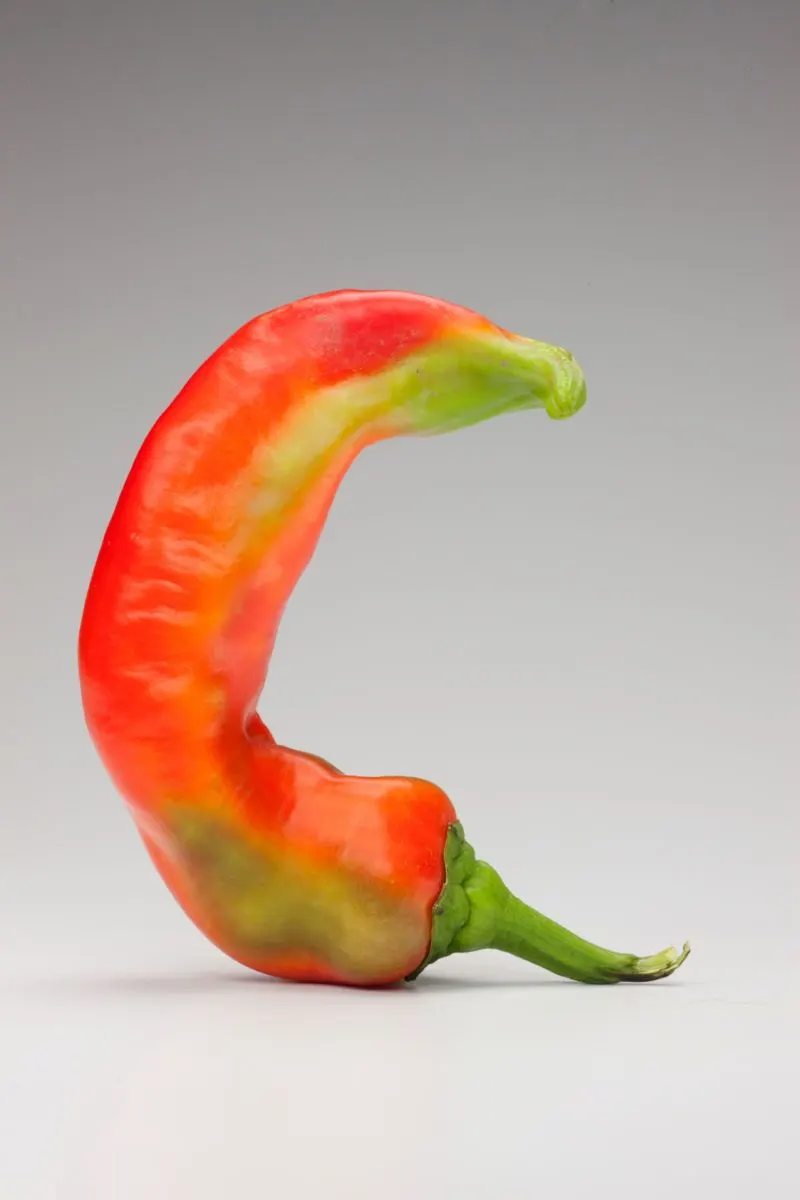 Chili Peppers | photograph by Ed Asmus