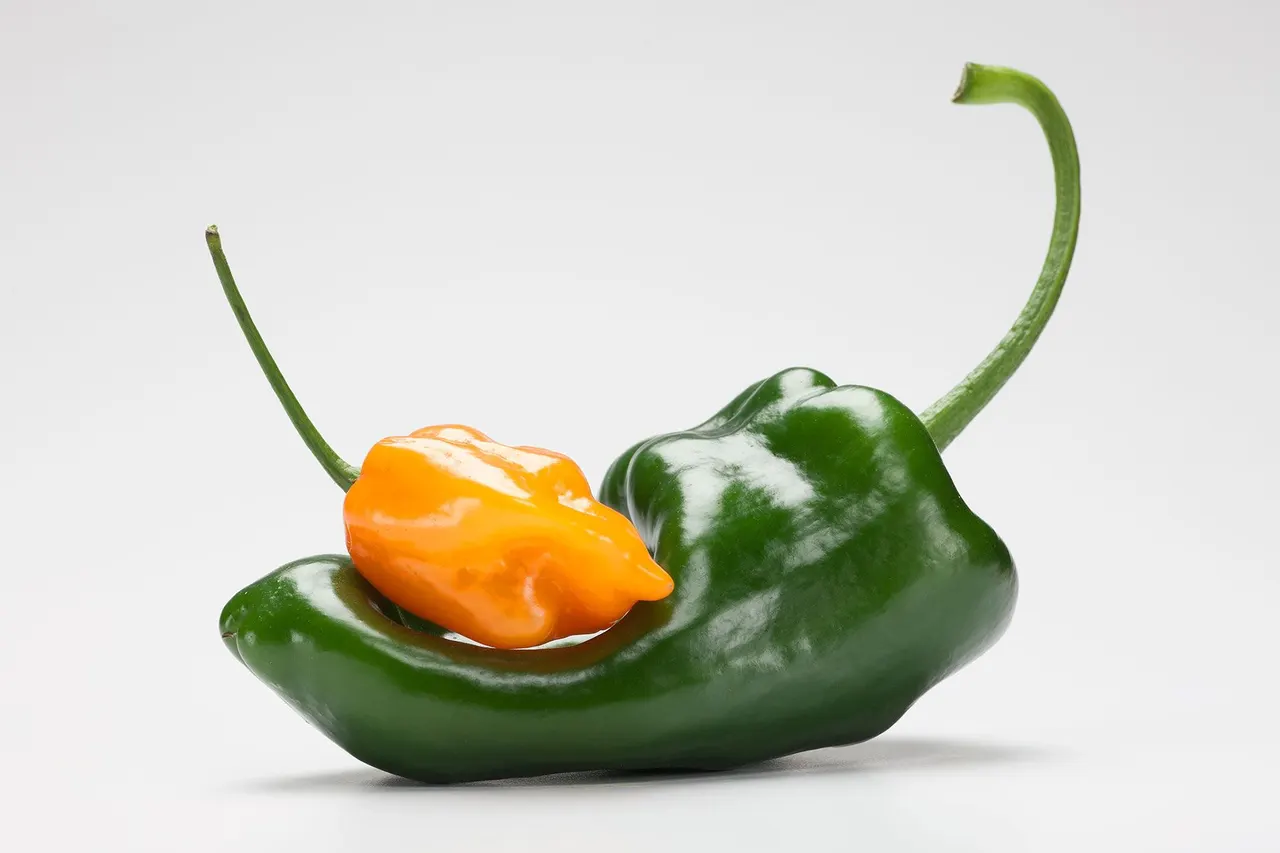 Chili Peppers | photograph by Ed Asmus