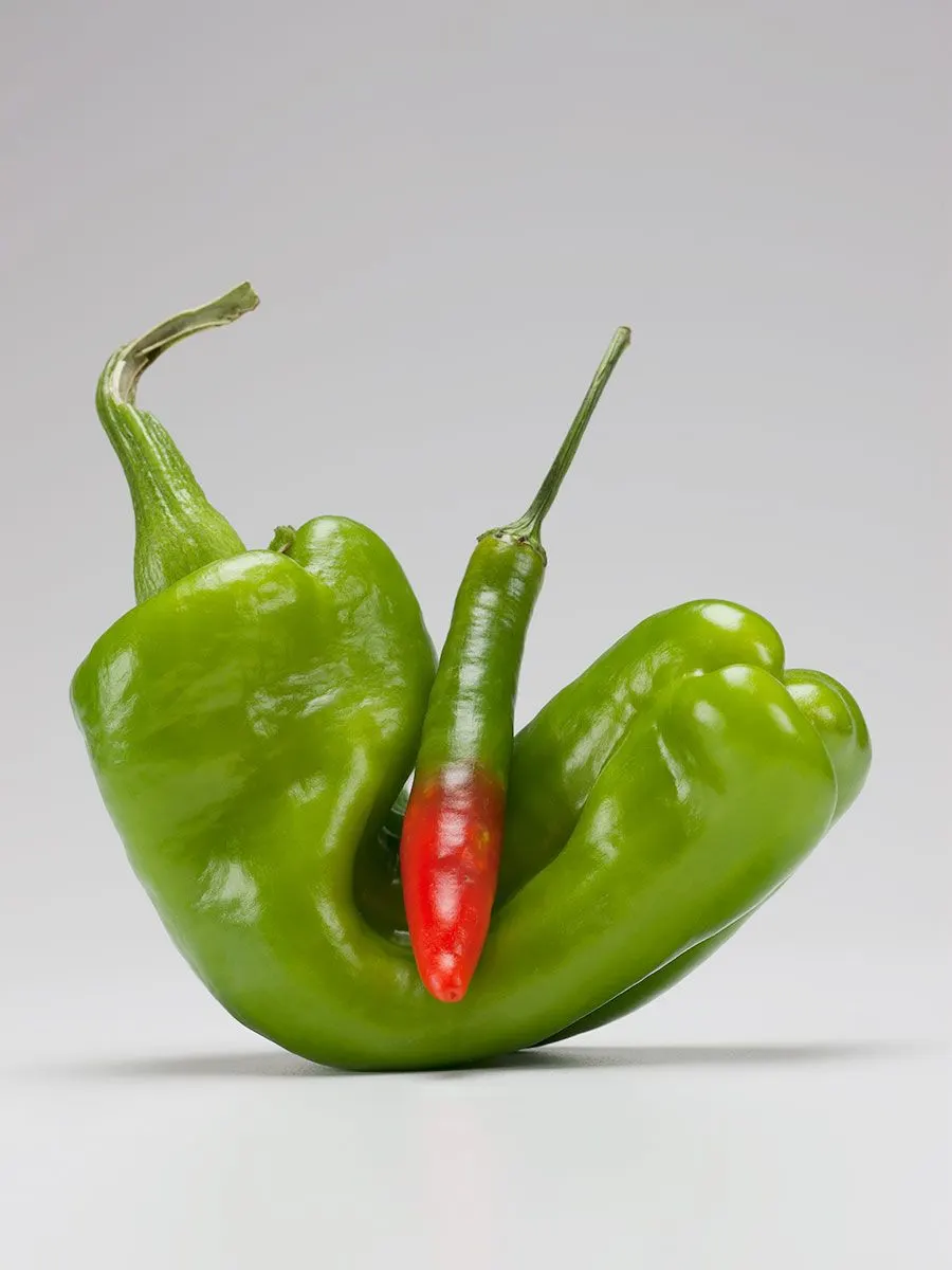 Chili Peppers | photograph by Ed Asmus