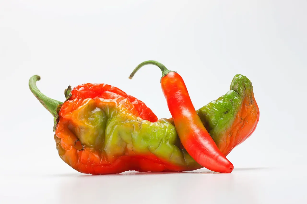 Chili Peppers | photograph by Ed Asmus