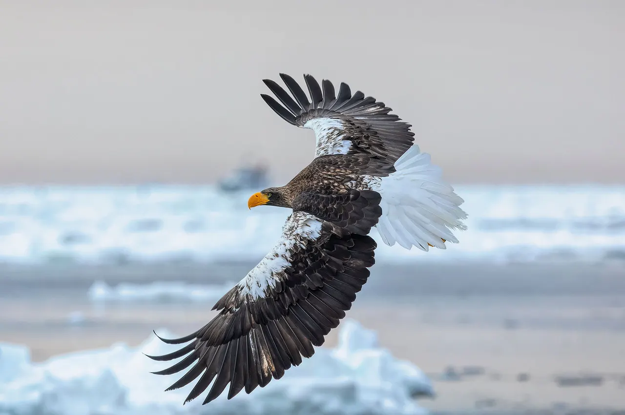 Japan: Rausu Snow Eagles & Snow Monkeys | Ed Asmus Photography
