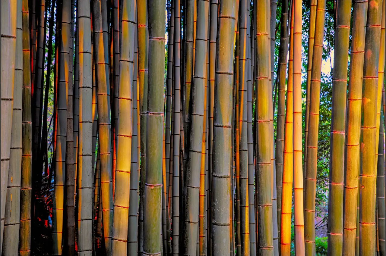 Bamboo Forest, Kyoto, Japan | photograph by Ed Asmus