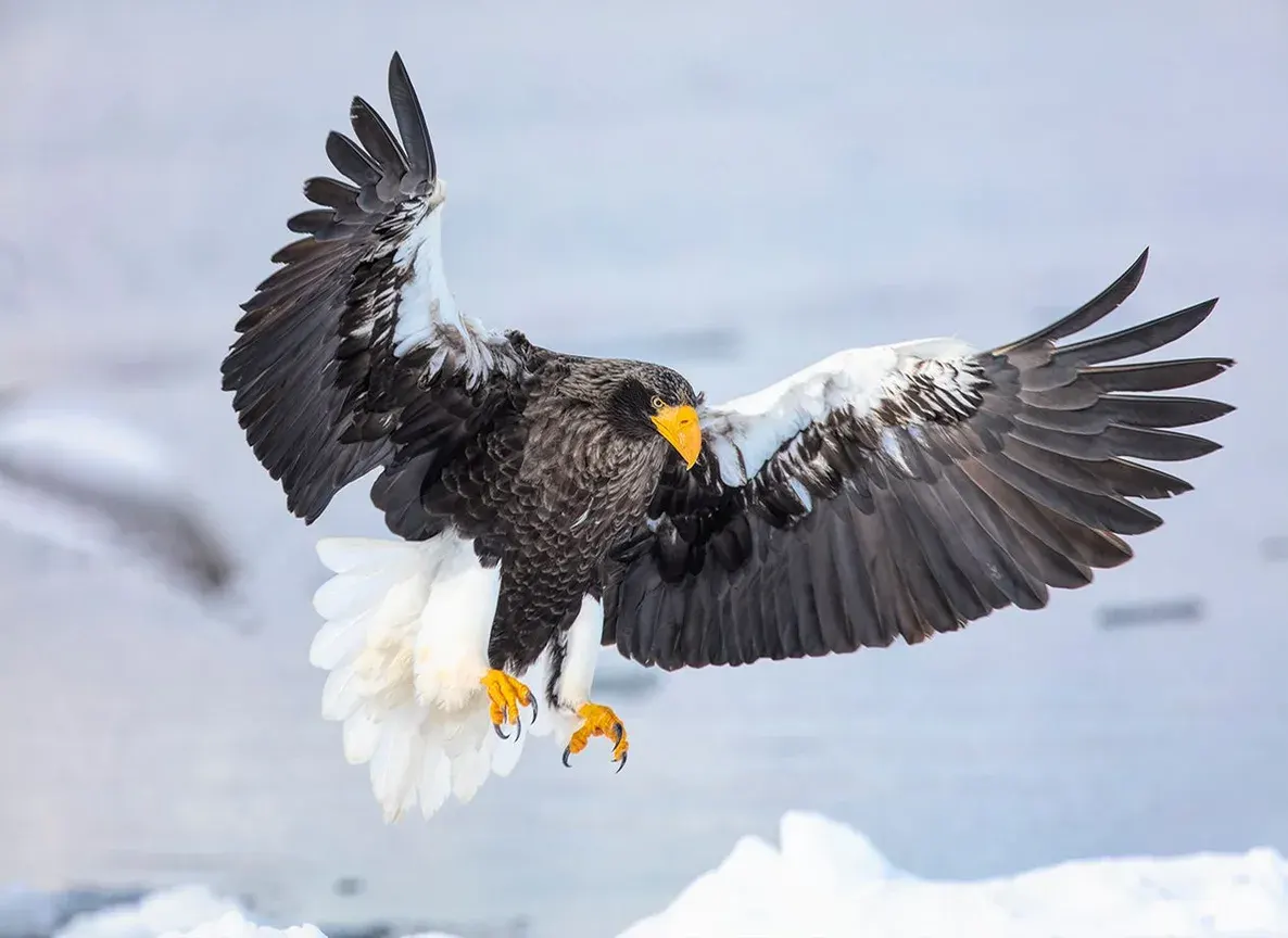 Snow eagle landing on the drift ice, Rausu, Japan | photograph by Ed Asmus